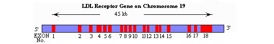 chromosoom 19